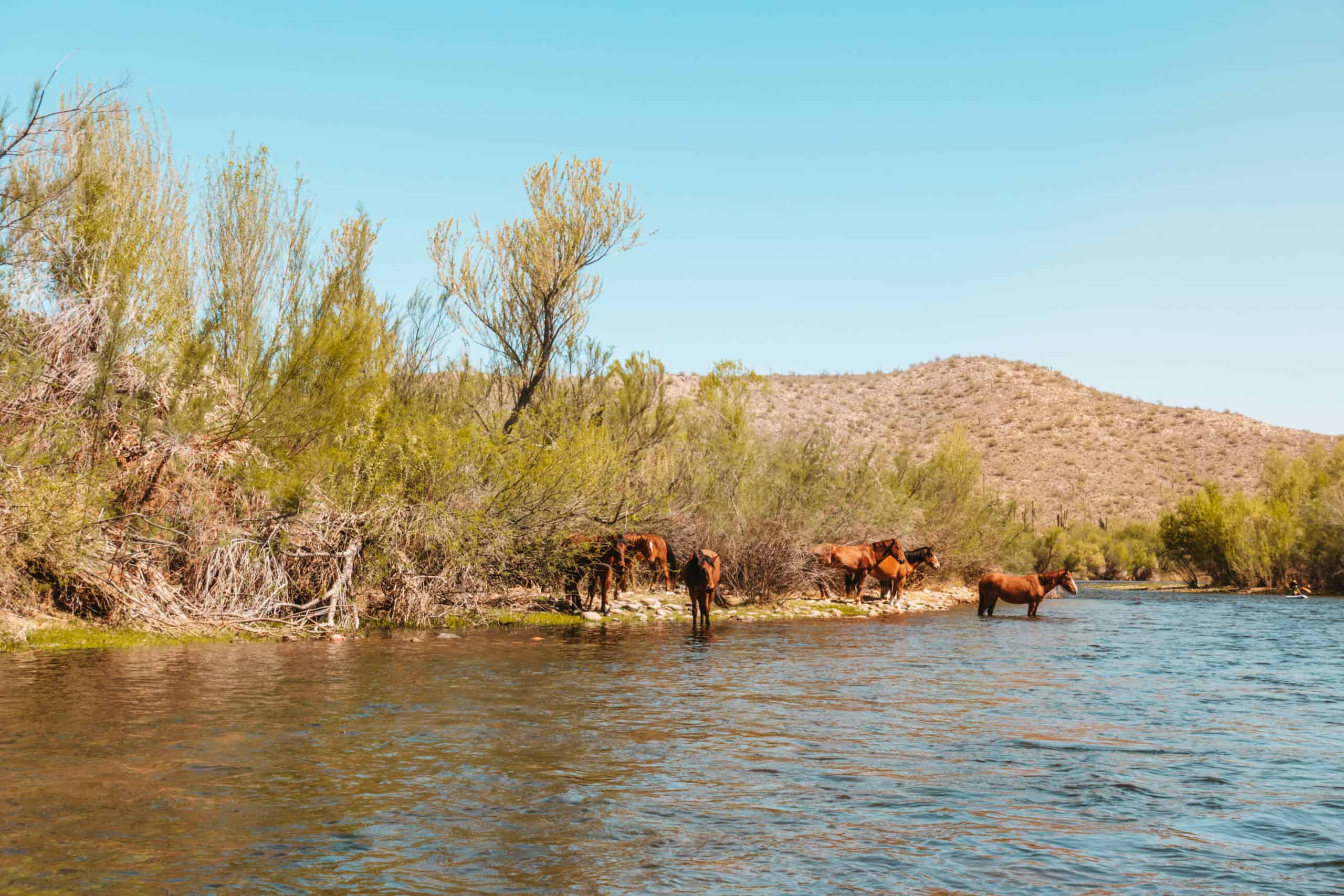 Wild horses drinking from the Salt River in Phoenix, Arizona