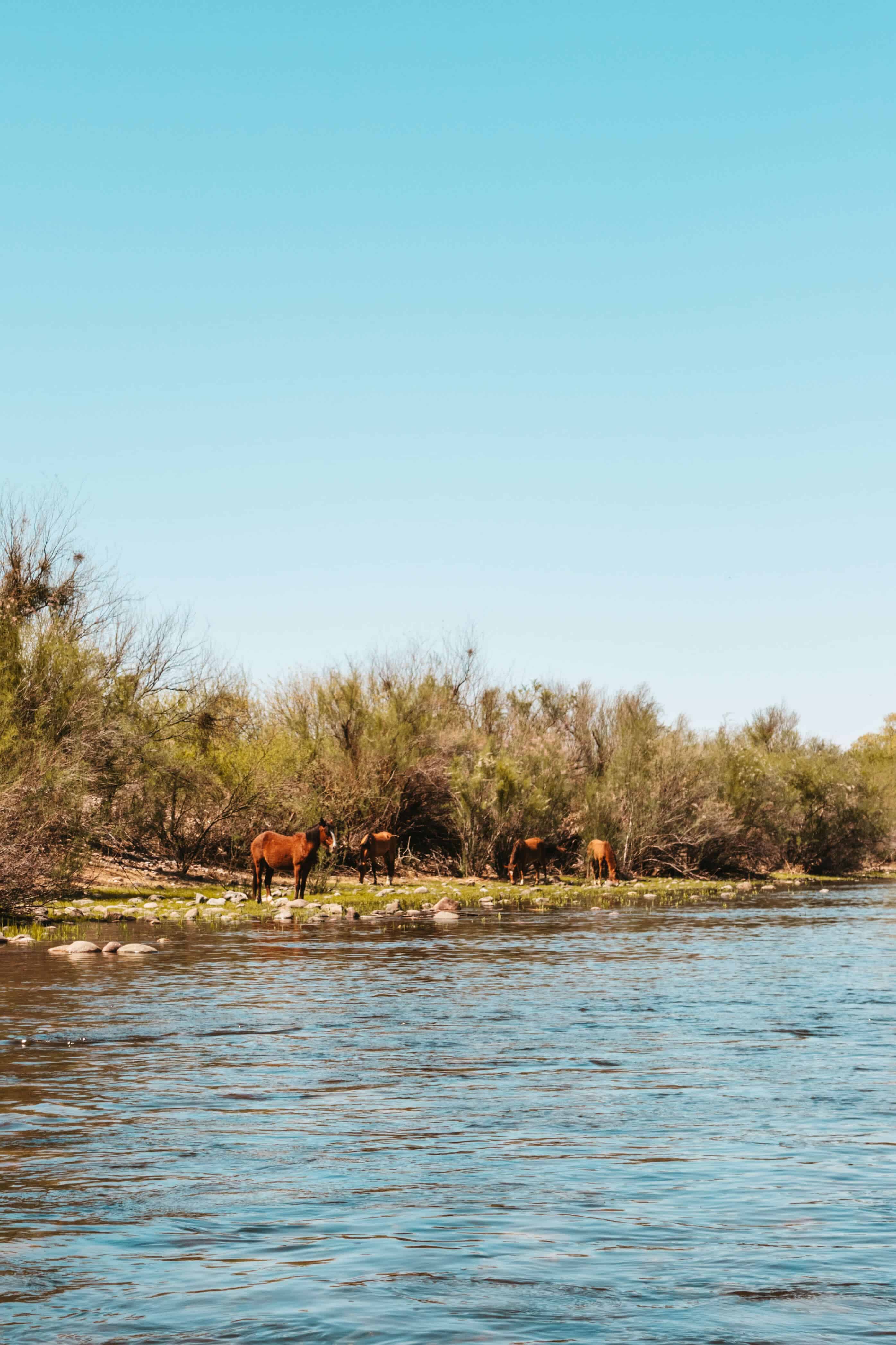 Wild horses drinking from the Salt River in Phoenix, Arizona