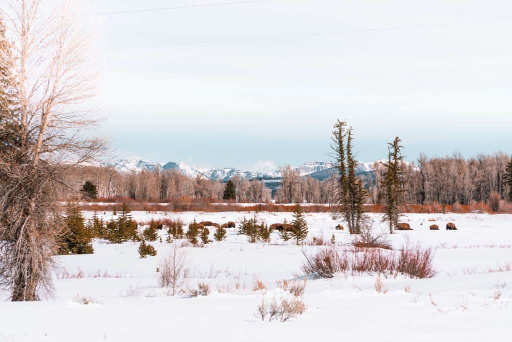 Bison at Grand Teton National Park in the winter