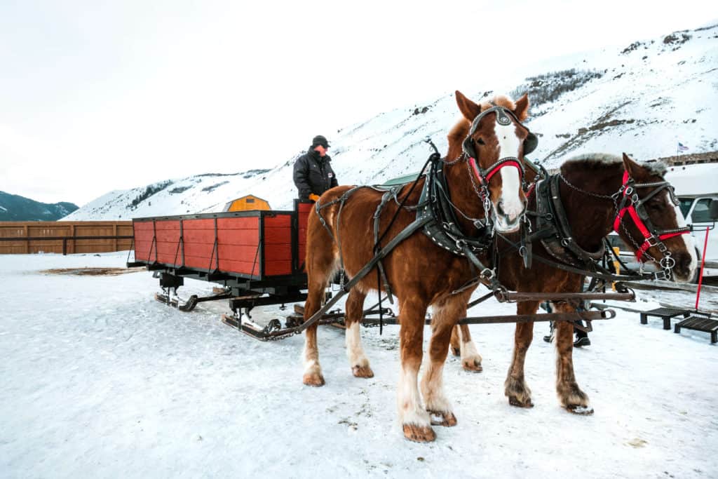 Horse-drawn sleigh ride at National Elk Refuge in Jackson, Wyoming