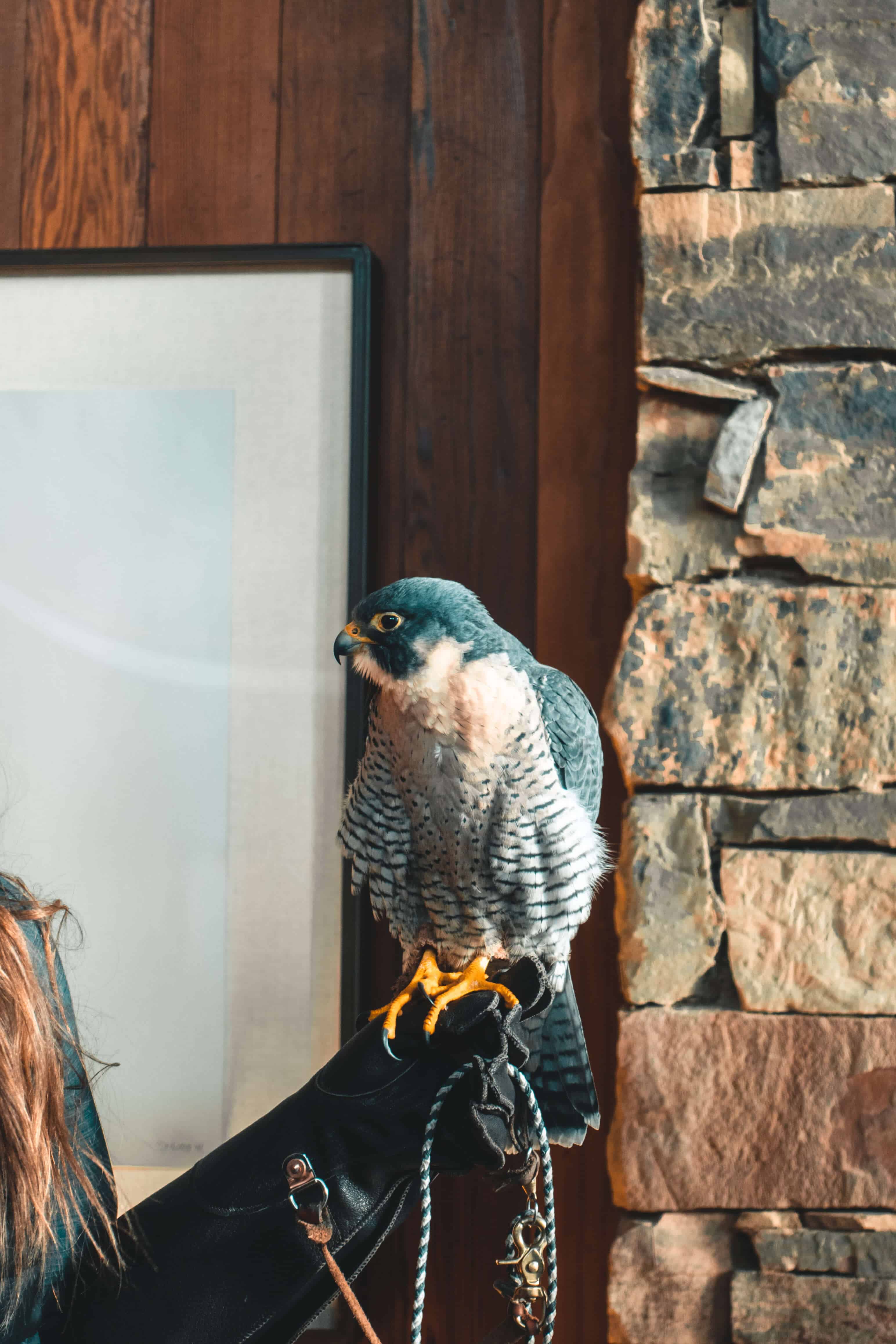 Peregrine falcon at Amangani in Jackson, Wyoming