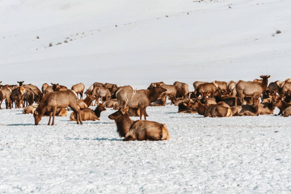 National Elk Refuge in Jackson, Wyoming