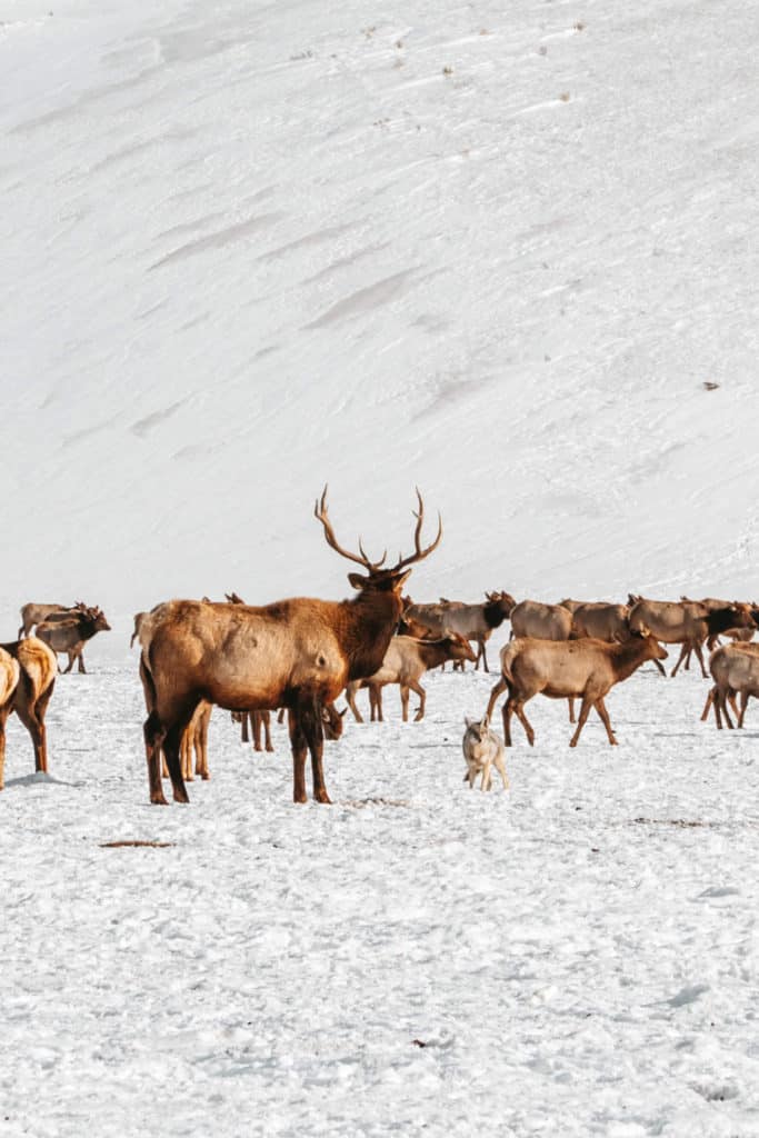 National Elk Refuge in Jackson, Wyoming