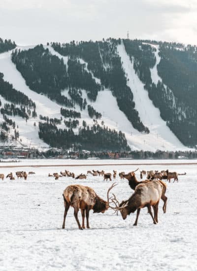 National Elk Refuge in Jackson, Wyoming