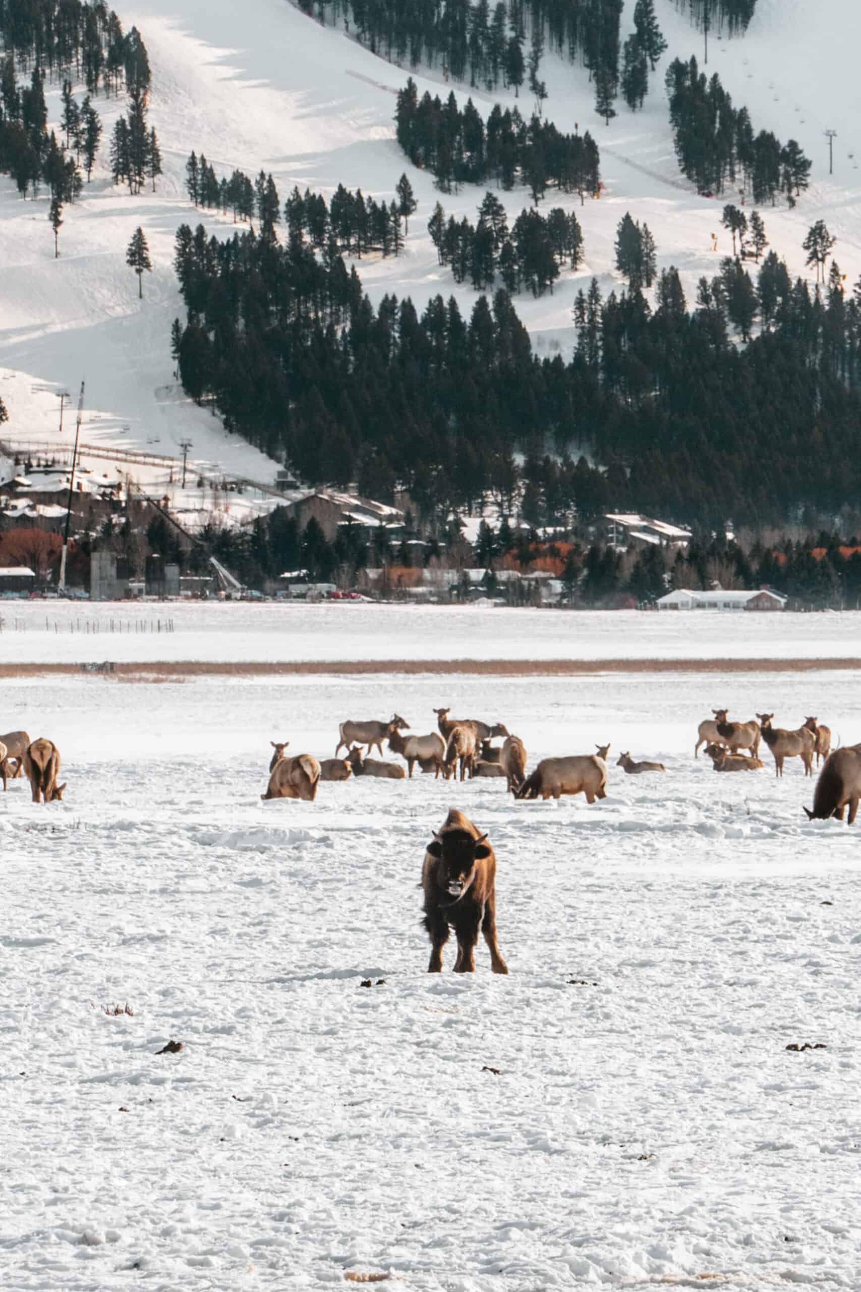 National Elk Refuge in Jackson, Wyoming