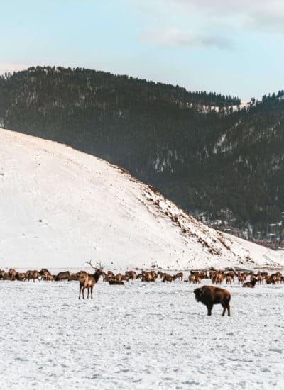 National Elk Refuge in Jackson, Wyoming
