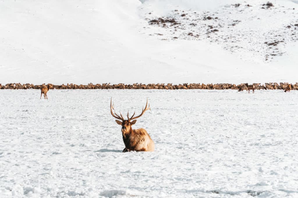 Elk at the National Elk Refuge in Jackson Hole, Wyoming