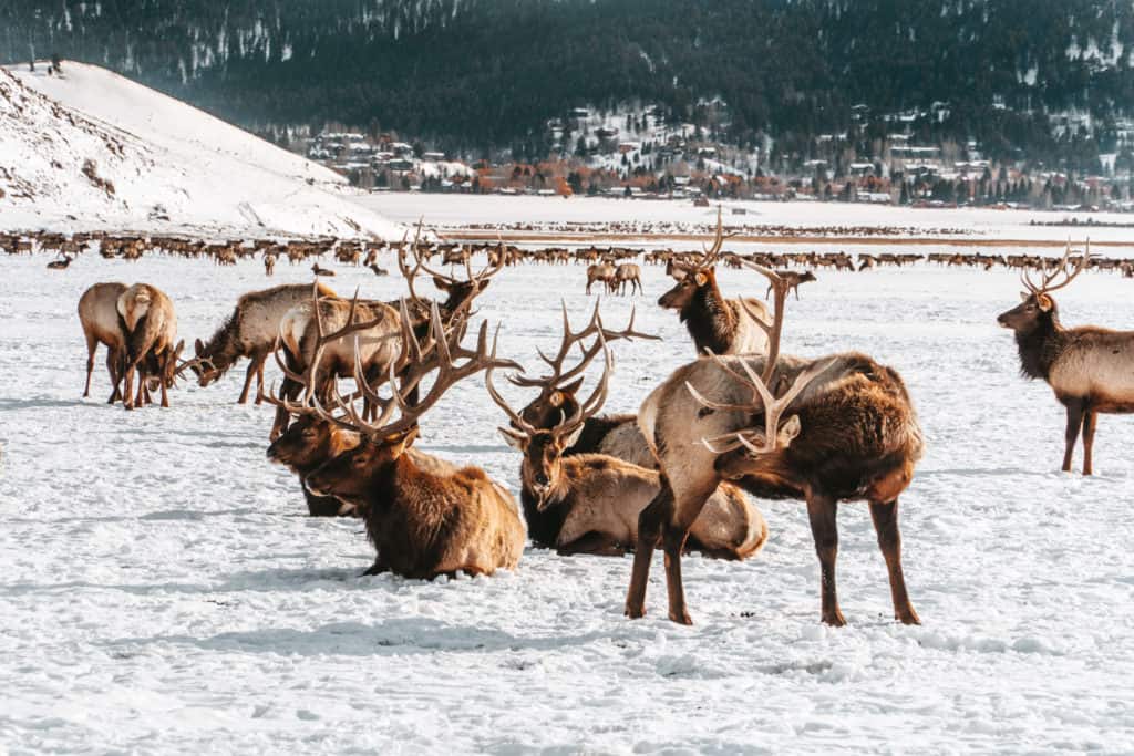 Elk at the National Elk Refuge in Jackson Hole, Wyoming