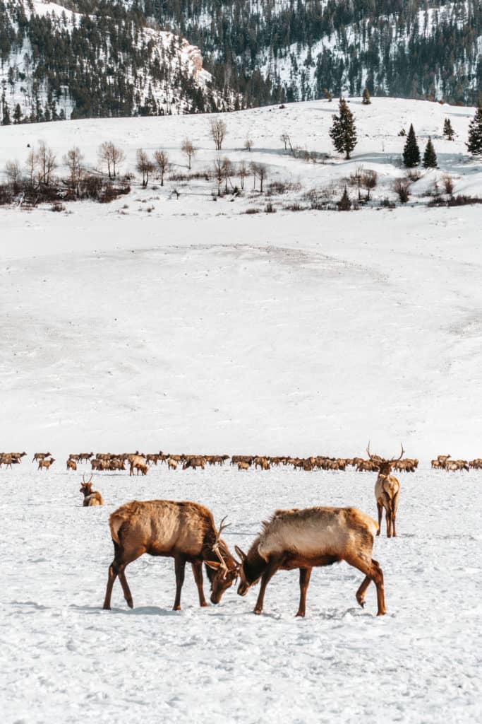 Elk at the National Elk Refuge in Jackson Hole, Wyoming