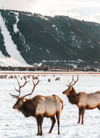 Elk at the National Elk Refuge in Jackson Hole, Wyoming