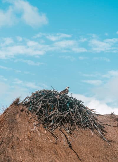 Eagle's nest above a dock on Sian Ka'an's Laguna Campechen