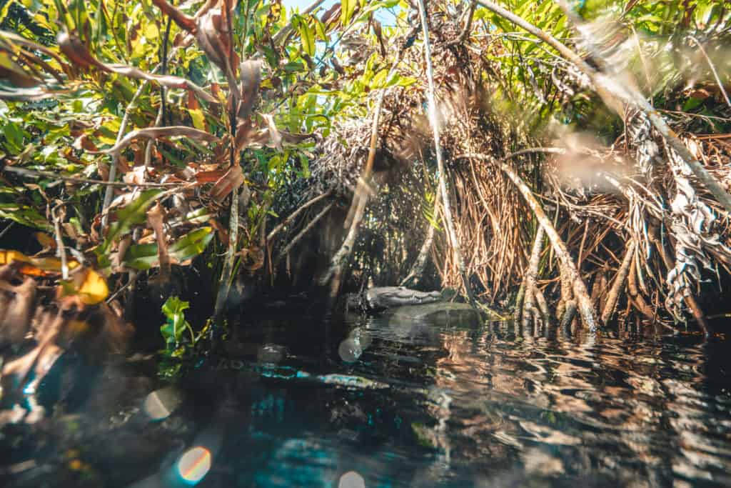 Pancho the Crocodile in the mangroves at Casa Cenote in Tulum, Mexico