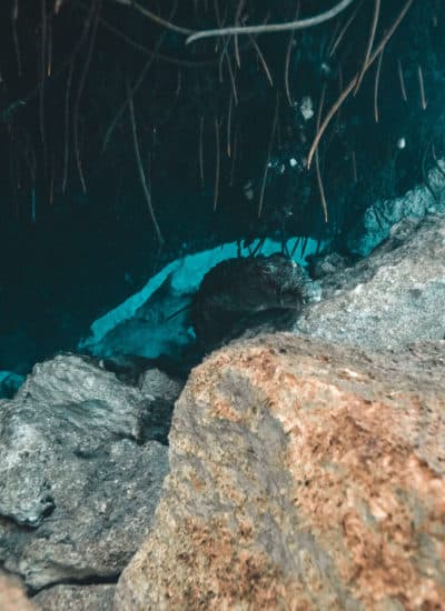 Pancho the Crocodile swimming in the mangrove roots at Casa Cenote in Tulum, Mexico