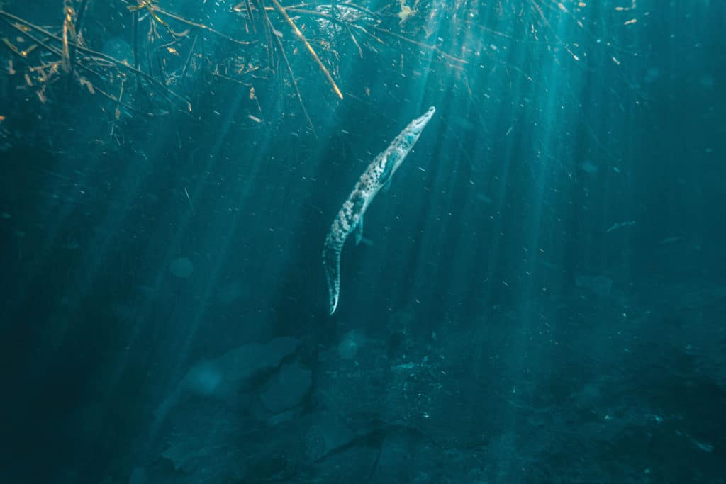 Pancho the Crocodile swimming in Casa Cenote in Tulum, Mexico