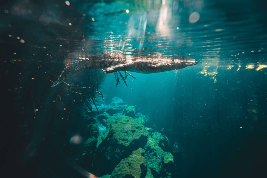 Pancho the Crocodile swimming in Casa Cenote in Tulum, Mexico