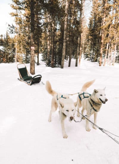 Siberian Huskies on the dog sledding team in Breckenridge, Colorado