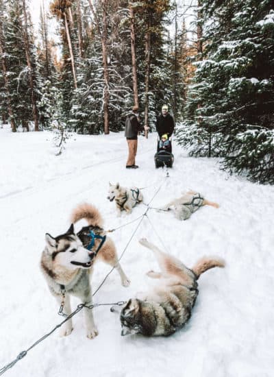 Siberian Huskies on the dog sledding team taking a break in Breckenridge, Colorado