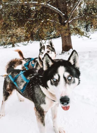 Some of the Siberian huskies on the dog sledding team in Breckenridge, Colorado