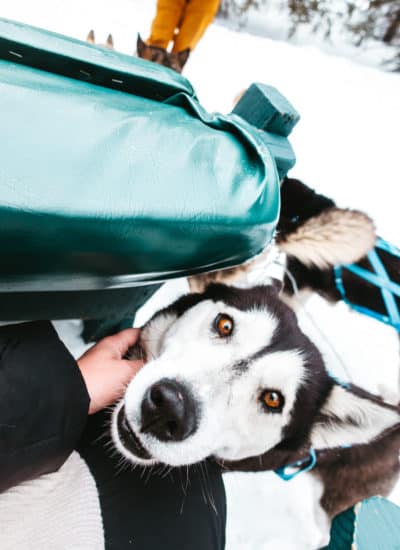 Siberian Husky of the dog sledding team in Breckenridge, Colorado