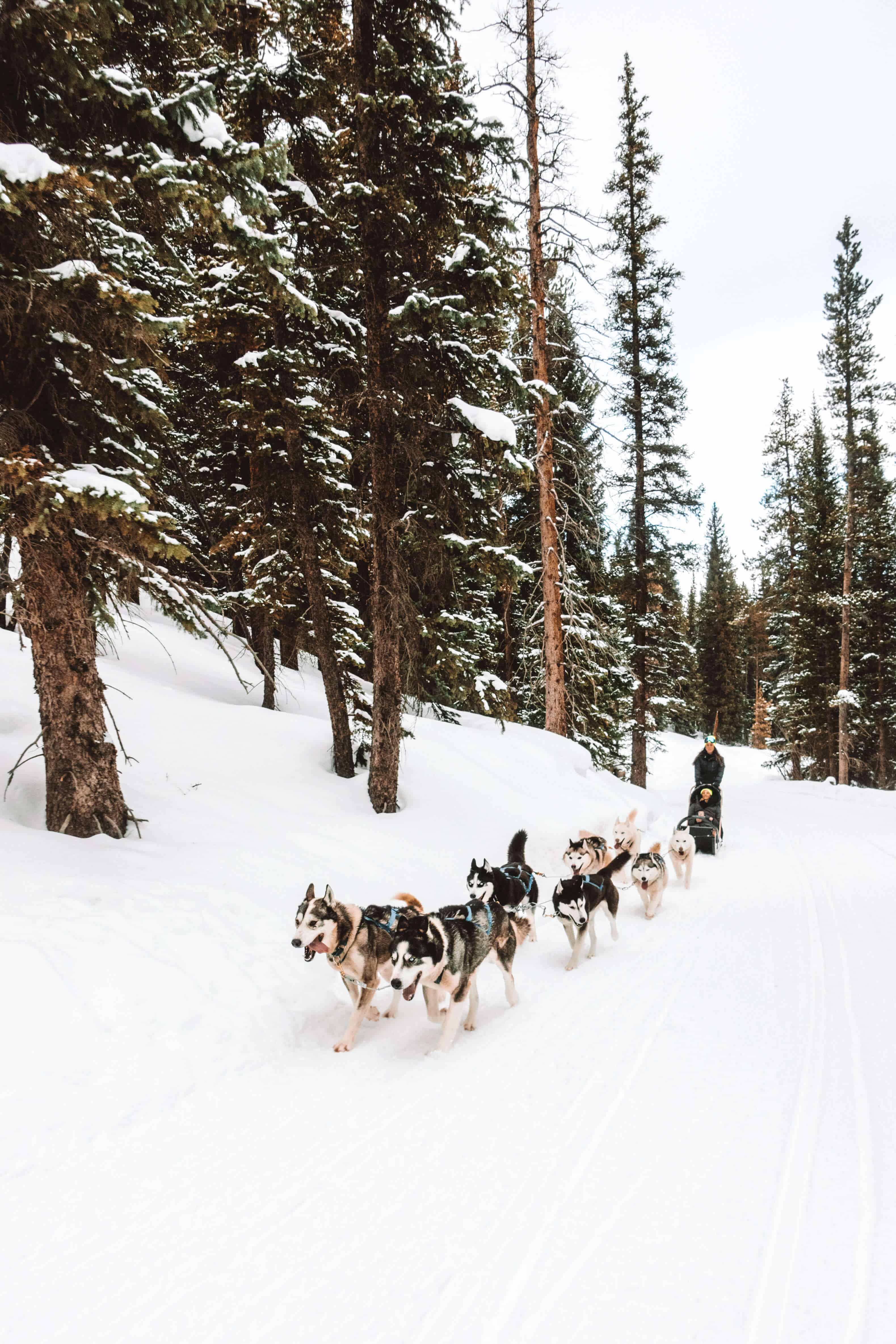 Some of the Siberian huskies on the dog sledding team in Breckenridge, Colorado
