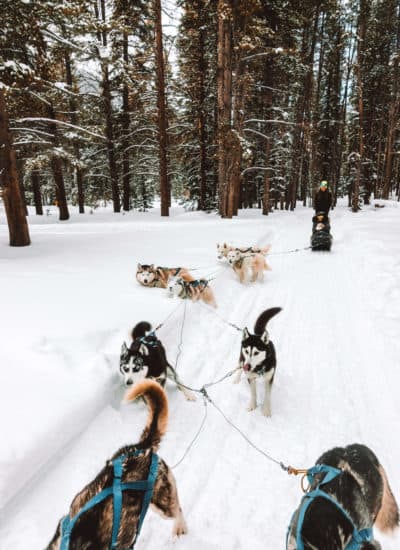 Dog Sledding in Breckenridge, Colorado