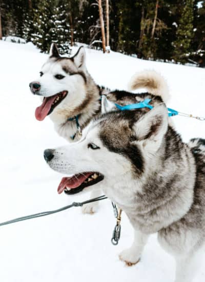 Dog Sledding in Breckenridge, Colorado | The Ultimate Guide to Breckenridge in the Winter