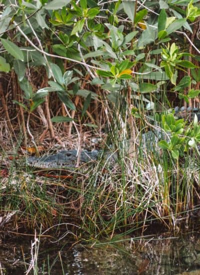 Crocodile at Rosewood Mayakoba Lagoon