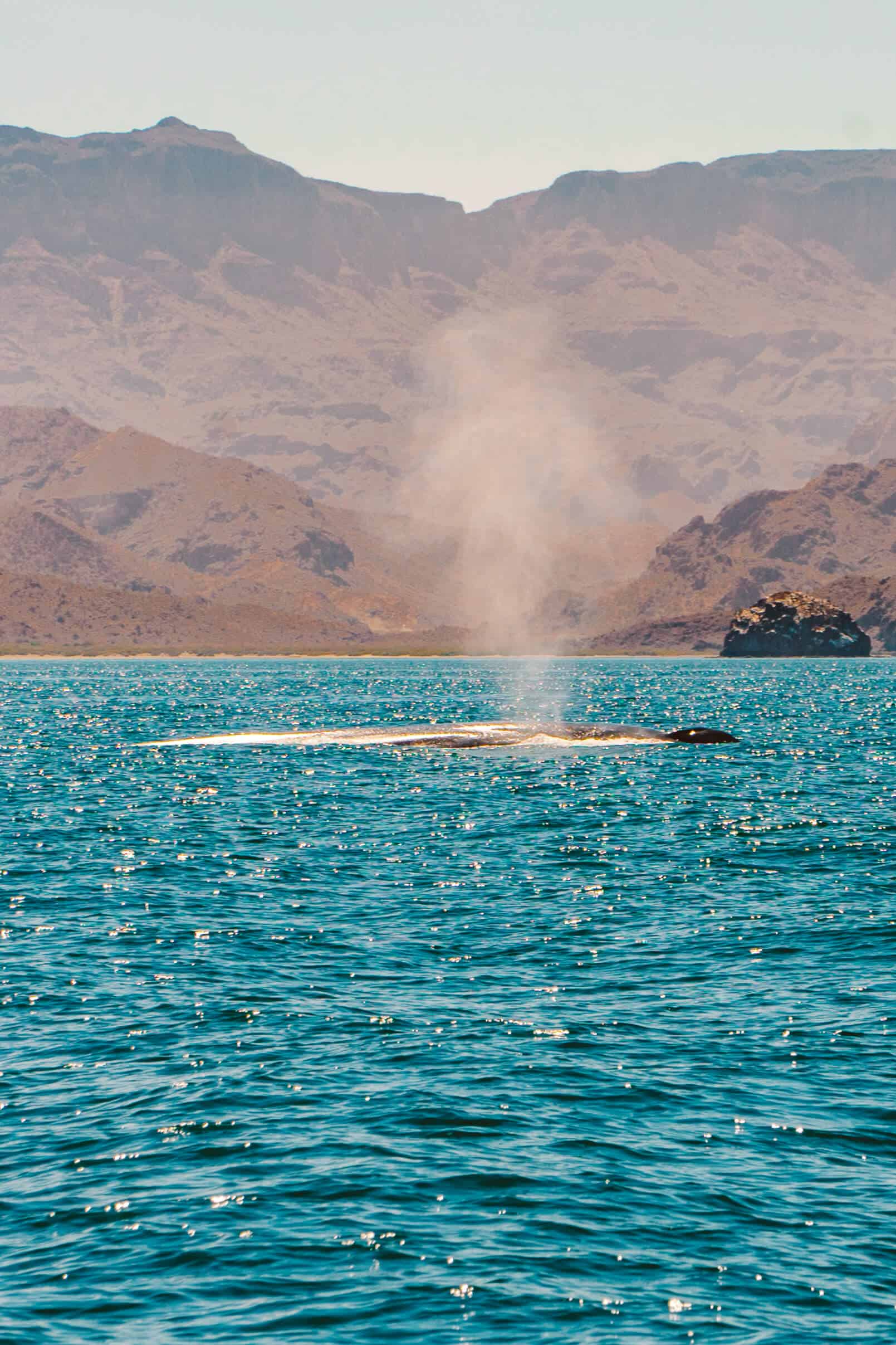 The Best Things to do in Loreto, Mexico | Whale Watching