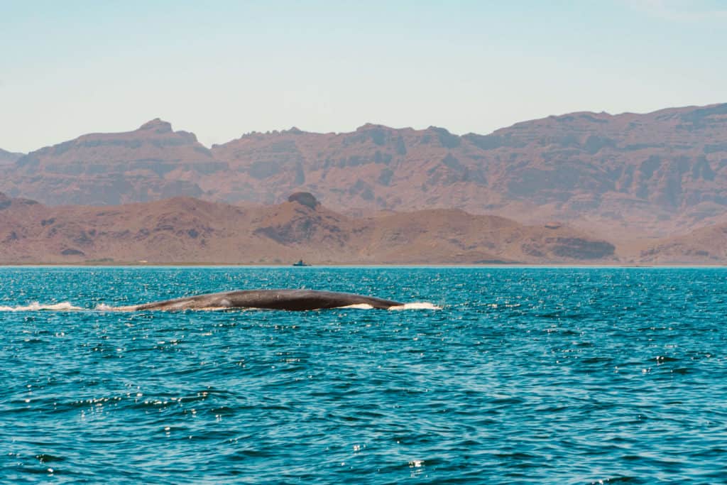 The Best Things to do in Loreto, Mexico | Whale Watching