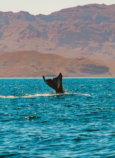The Best Things to do in Loreto, Mexico | Whale Watching