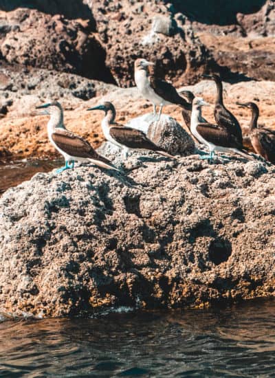 The Best Things to do in Loreto, Mexico | Blue-Footed Boobies