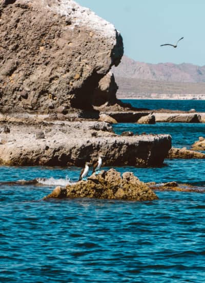 The Best Things to do in Loreto, Mexico | Blue-Footed Boobies