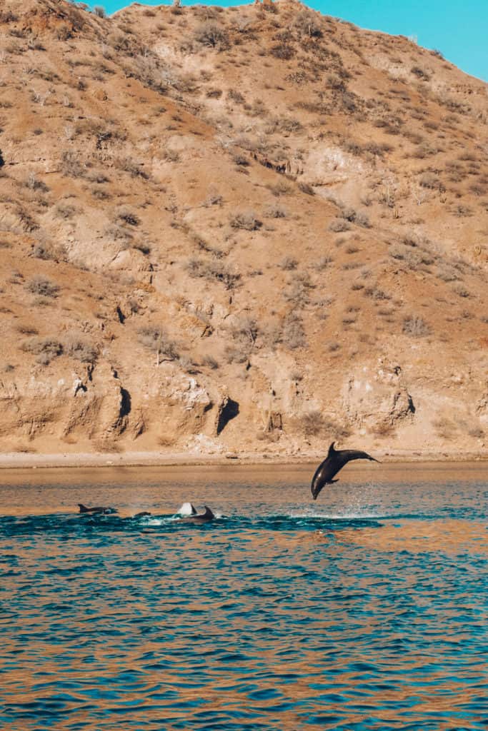 Spinner Dolphins in Loreto Mexico