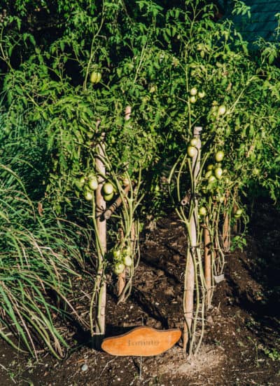 Vegetable garden at Four Seasons Sayan in Ubud, Bali