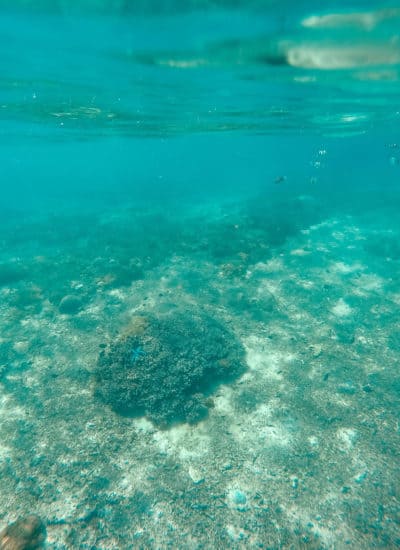 Snorkel with Ceningan Divers