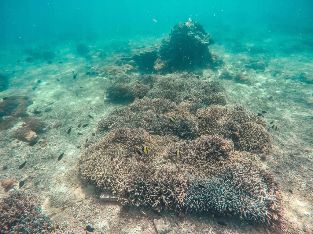 Snorkel with Ceningan Divers