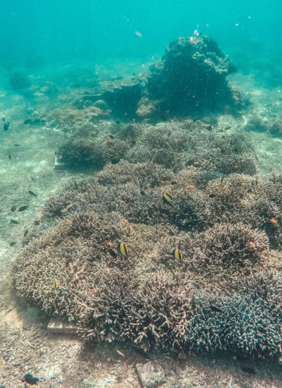 Snorkel with Ceningan Divers