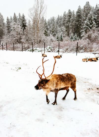 Leavenworth Reindeer Farm