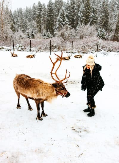 Feeding the reindeer at Leavenworth Reindeer Farm