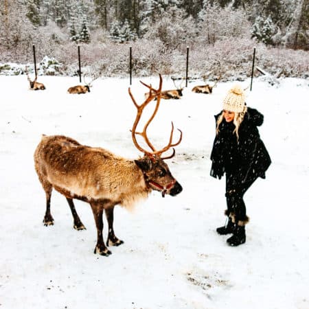 Feeding the reindeer at Leavenworth Reindeer Farm