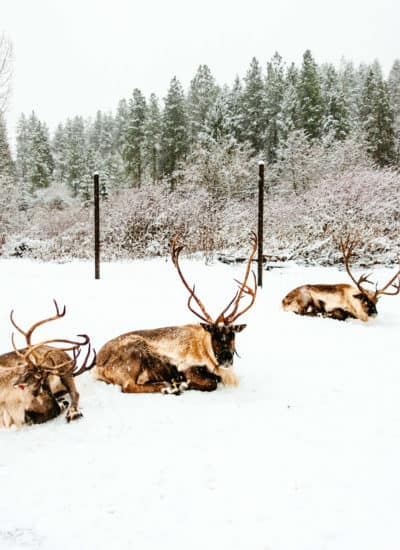 Leavenworth Reindeer Farm