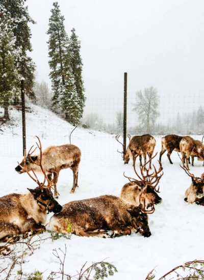 Leavenworth Reindeer Farm