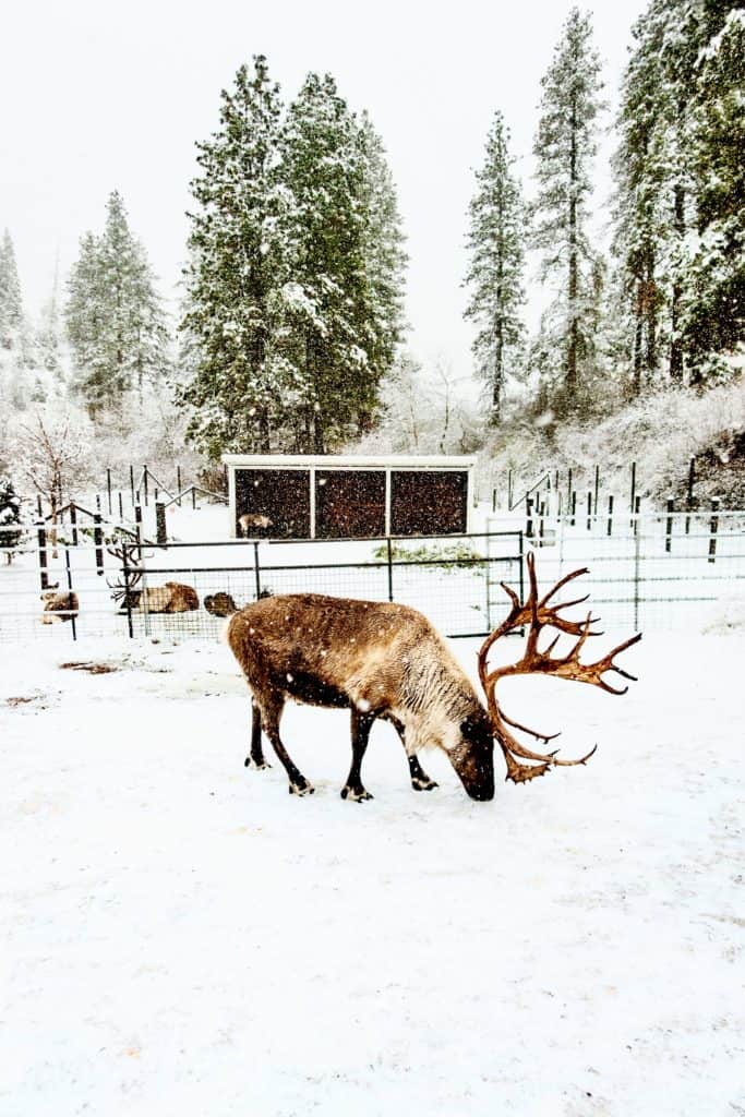 Snowy day visiting the reindeer farm in Leavenworth, Washington