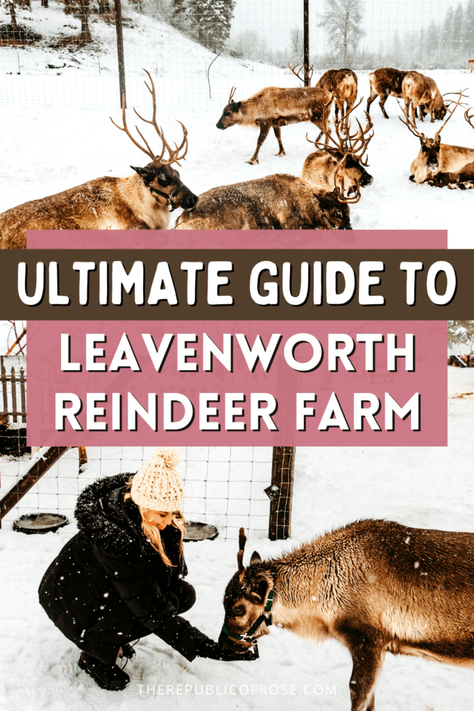 Leavenworth Reindeer Farm Review: How to Visit + Everything You Need to Know