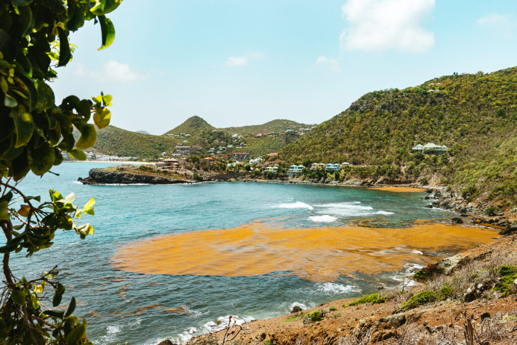 Sargassum Season St Barts