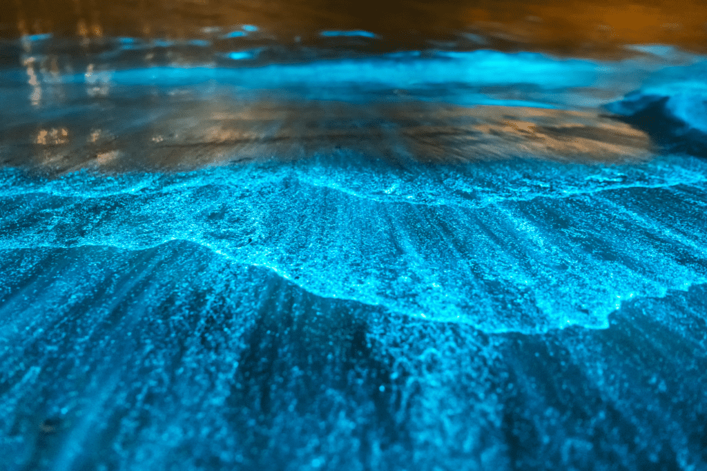 Bioluminescence