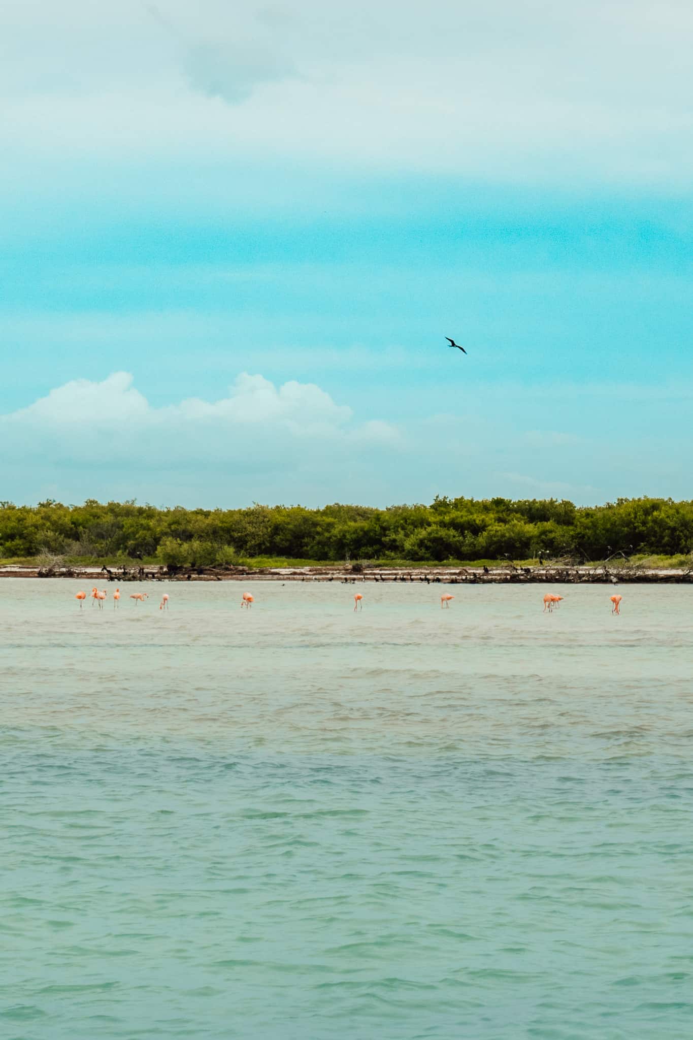Flamingos at Punta Mosquito