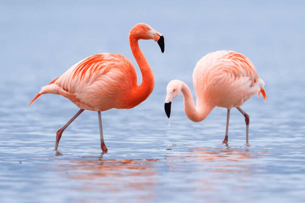 Flamingos