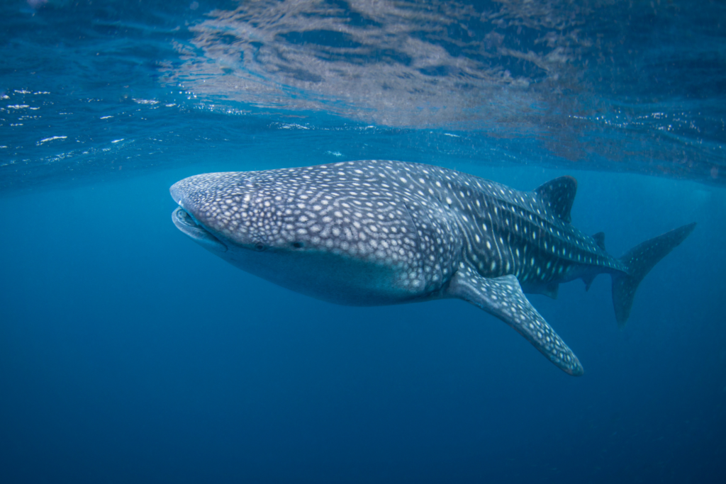 Whale Sharks