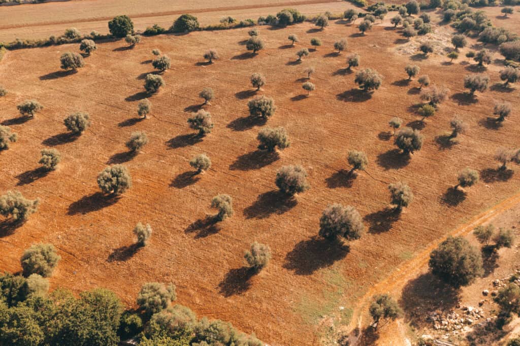 Olive groves of Puglia